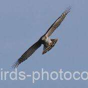 ハイタカ　2025.11.21