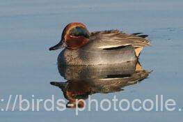 コガモ　2026.02.04