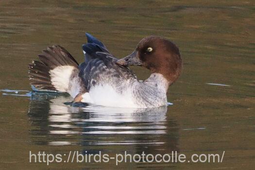 ホオジロガモ　2025.01.23