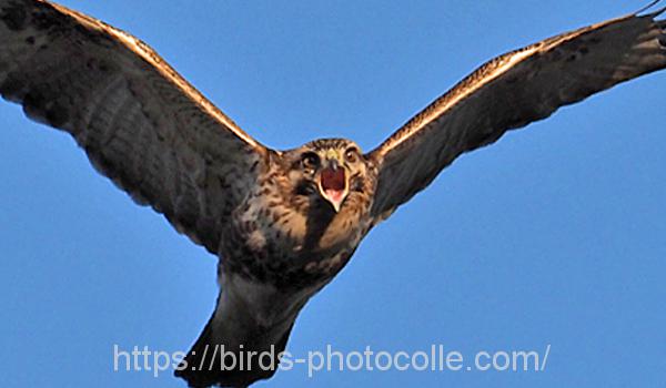 勅使池のノスリ191229-3