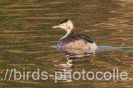 今日の観察は1羽カンムリカイツブリ　2026.01.10