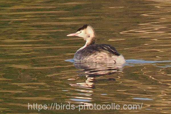 今日の観察は1羽カンムリカイツブリ　2026.01.10