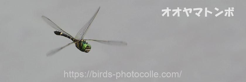 勅使池のオオヤマトンボ
