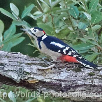 アカゲラ　2024.11.03