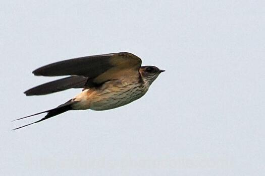 コシアカツバメ　2023.09.08