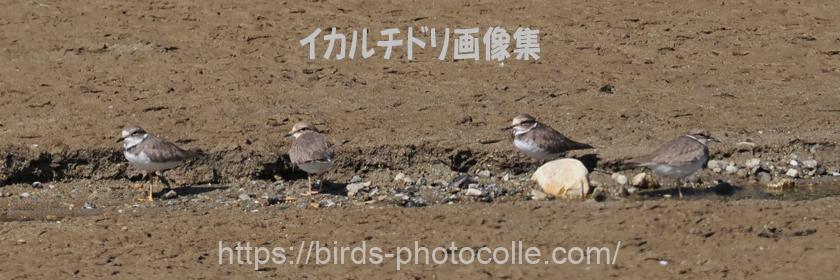 勅使池 イカルチドリ