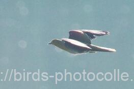 アオバト　2024.09.09