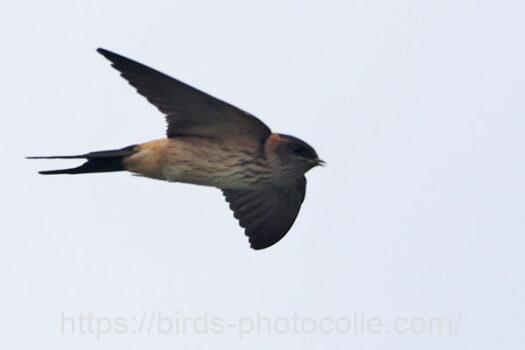 コシアカツバメ　2023.09.22