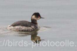 ハジロカイツブリ　2025.12.23