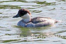 ミコアイサ 2025.11.07