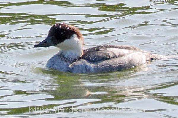 ミコアイサ　2025.11.07