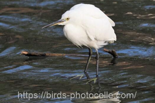 コサギ　2025.03.13