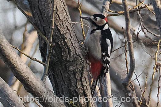 アカゲラ230227-1