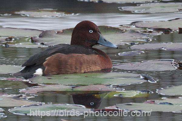 メジロガモ 2025.11.29