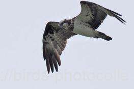 ミサゴ　2025.10.24