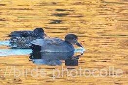 オカヨシガモ　2025.12.16