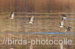 離水　トモエガモ　2025.12.17