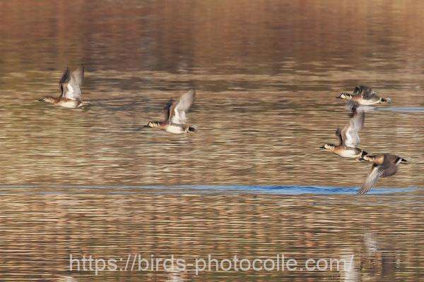 離水　トモエガモ　2025.12.17