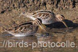 タシギ　2026.01.09