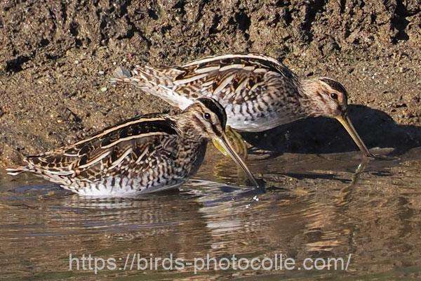 タシギ　2026.01.09