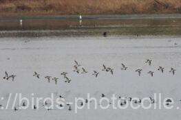 着水前トモエガモ　2025.12.04