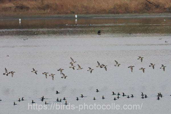 着水前トモエガモ 2025.12.04