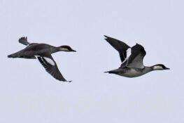 ミコアイサ　2026.02.26