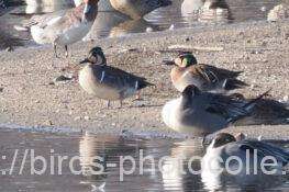 トモエガモ　2026.02.21