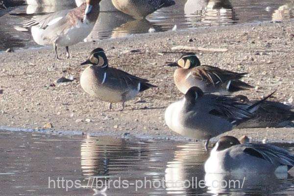 トモエガモ　2026.02.21