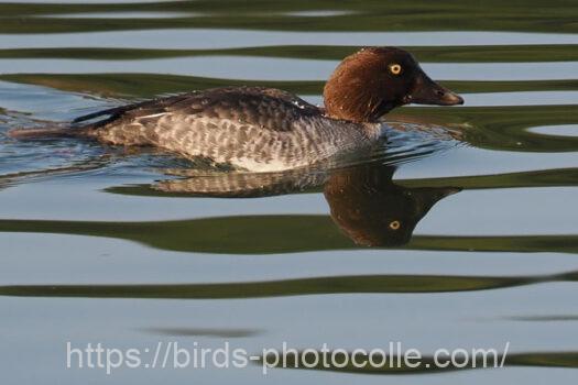 ホオジロガモ　2025.01.14