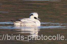 今日の観察は1羽　ミコアイサ　2026.01.19