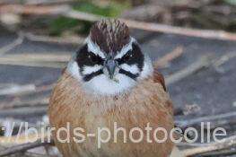 二日連続ホオジロ　2026.01.17