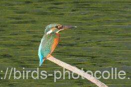 カワセミ 2025.10.19