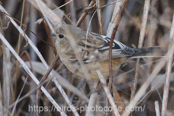 ベニマシコ♀　2026.01.24