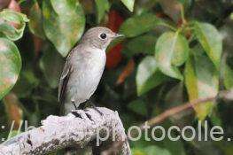 コサメビタキ　2025.10.13