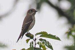 エゾビタキ　2025.10.05