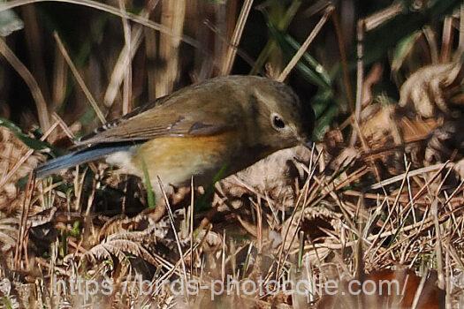 ルリビタキ　2024.03.21