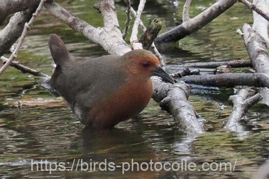 ヒクイナ　2025.03.28