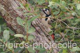 アカゲラ　2025.10.24