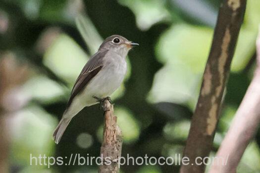 コサメビタキ　2024.09.27