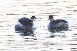 ハジロカイツブリ　2025.12.04