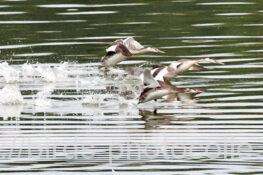 カンムリカイツブリ　2025.11.25