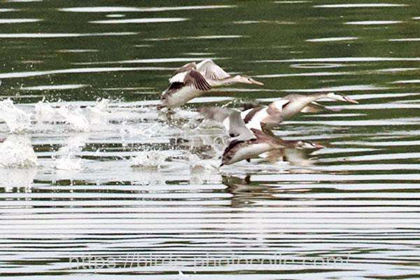 カンムリカイツブリ 2025.11.25