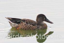 今日は1羽ハシビロガモ 2025.10.03