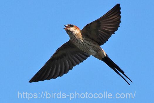 コシアカツバメ　2023.06.07