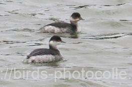 ハジロカイツブリ　2025.11.10