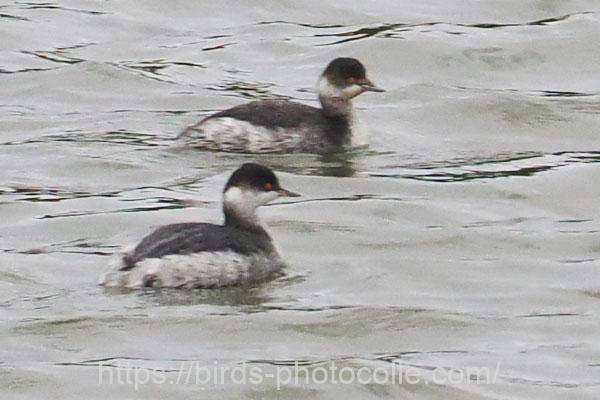 ハジロカイツブリ 2025.11.10
