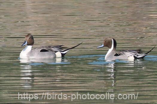 オナガガモ　2024.03.14