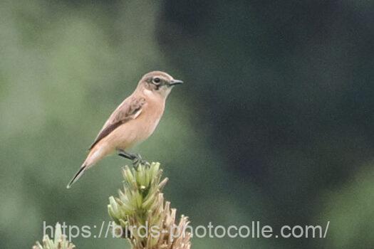 ノビタキ　2024.09.28