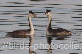 カンムリカイツブリ　2025.12.01